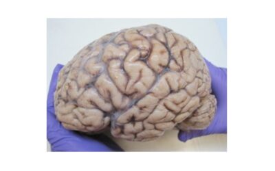 Ο άνθρωπος από βιβλική και κοσμική σκοπιά